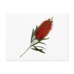 Flame Red Bottle Brush postcards