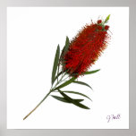 Flame Red Bottle Brush posters
