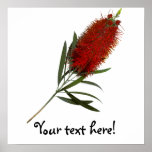 Flame Red Bottle Brush posters