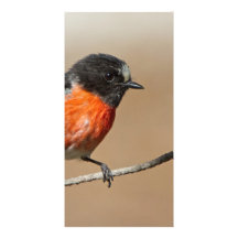 Flame Robin, Petroica Phoenicea Custom Photo Card