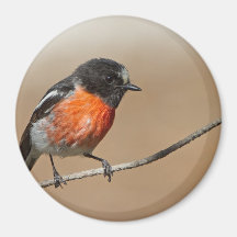 Flame Robin, Petroica Phoenicea Magnet