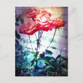 Flame Roses Postcard postcard