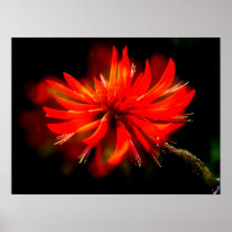 Flame tree poster