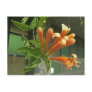 Flame vine 1