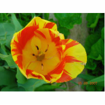 FLAMED TULIP (PHOTOSCULPTURE)