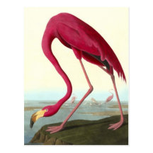 Flamenco americano, John James Audubon Tarjetas Postales