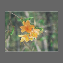 Flaming Azaleas postcards