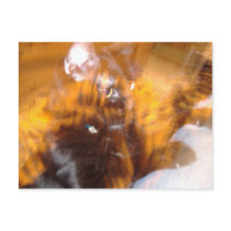 Flaming Black Tiger postcards
