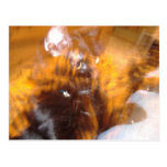 Flaming Black Tiger Postcards