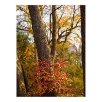 Flaming Bush posters