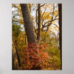 Flaming Bush Print