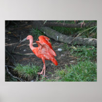 Flaming Flamingo posters