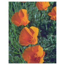 Flaming Orange Flyers