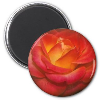 Flaming Rose on Parchment Magnets