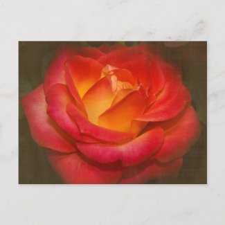 Flaming Rose on Parchment Post Cards