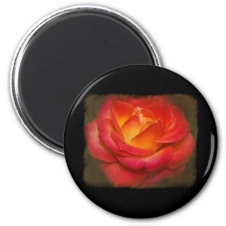 Flaming Rose on Parchment Refrigerator Magnet