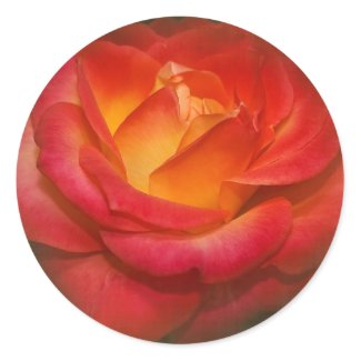 Flaming Rose on Parchment Round Sticker