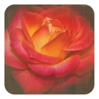 Flaming Rose on Parchment Square Sticker