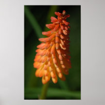 Flaming Spear Posters