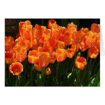 Flaming Tulips cards by FloralPhotos Flaming Tulips cards