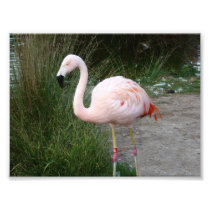 Flamingo #2 photo art