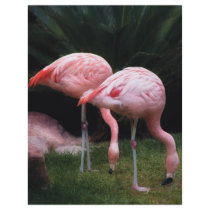 Flamingo - A set of Flamingos flyers