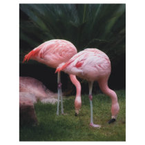Flamingo - A set of Flamingos letterhead