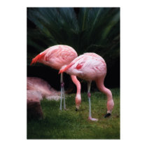 Flamingo - A set of Flamingos posters