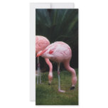 Flamingo - A set of Flamingos Rack Card Design