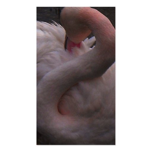 flamingo business cards