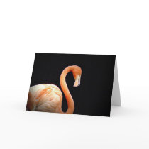 Flamingo cards