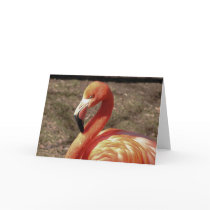 Flamingo cards