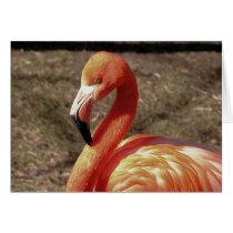Flamingo cards by buffy48125 Flamingo cards