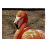 Flamingo cards