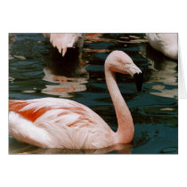 Flamingo Card by quetzal323 Flamingo Card