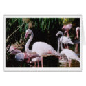 FLAMINGO cards