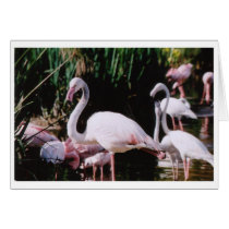 FLAMINGO cards