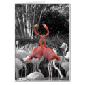 flamingo cards