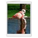 Flamingo cards