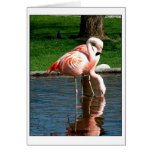 Flamingo cards