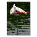 Flamingo Card by Gilliand_Photo Flamingo Card