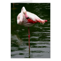 Flamingo Card