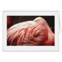Flamingo cards