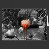 Flamingo Card cards