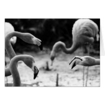 Flamingo Chatter cards by johncleck Flamingo Chatter cards