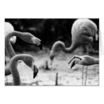 Flamingo Chatter cards