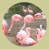 FLAMINGO CITY stickers
