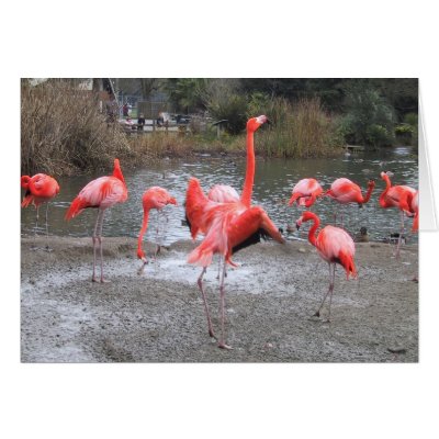 flamingo dance cards by joacreations