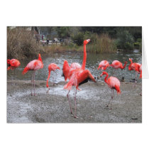 flamingo dance cards by joacreations flamingo dance cards