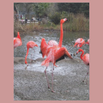 flamingo dance flyers